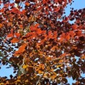 Fagus sylvatica 'Atropunicea' - Foto 1