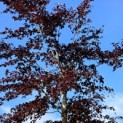 Fagus sylvatica 'Atropunicea' - Foto 2