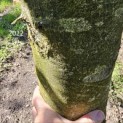 Fagus sylvatica 'Atropunicea' - Foto 2