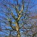 Carpinus betulus - 1