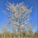 Amelanchier lamarckii - 4