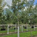 Malus domestica 'Schone van Boskoop' - Foto 2