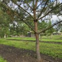 Pinus sylvestris - 4