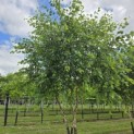 Betula nigra - 1
