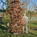 Fagus sylvatica 'Atropunicea' - 1