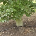 Fagus sylvatica 'Atropunicea' - Foto 1