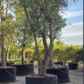 Quercus Suber - Foto 8