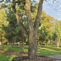 Quercus Suber - Foto 9