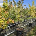 Cornus x rutban 'Aurora' - Foto 3