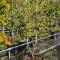 Cornus x rutban 'Aurora' - Foto 2