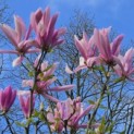 Magnolia 'Betty' - 6