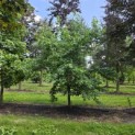 Liquidambar styraciflua op voetstam - Foto 4