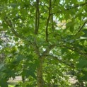 Liquidambar styraciflua op voetstam - Foto 5