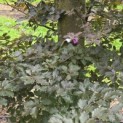 Fagus sylvatica 'Atropunicea' - blad in de schaduw kleurt naar groen