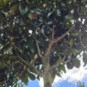 Magnolia grandiflora 'Galissonnière' - 1
