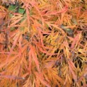 Acer palmatum 'Dissectum' - 2
