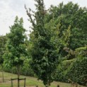 Parrotia persica 'Vanessa' - Foto 1