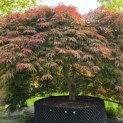 Acer palmatum 'Shigure bato' - Foto 1