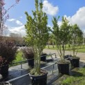 Ilex crenata 'Green Hedge' - 1