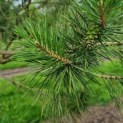 Pinus sylvestris - Afbeelding 3