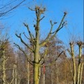 Tilia Tomentosa - 2