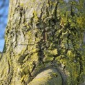 Tilia Tomentosa - 1