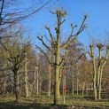 Tilia Tomentosa - 3