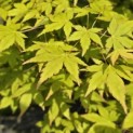 Acer palmatum - Foto 1