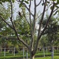 Juglans regia 'Cyril' - Foto 4