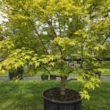 Acer palmatum - Foto 3