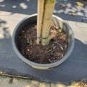 Malus floribunda - Foto 4