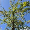 Malus floribunda - Foto 3