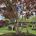 Acer palmatum 'Atropurpureum' - Foto 3
