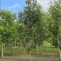 Malus domestica 'Red Elstar' - juni 2026
