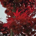 Acer palmatum 'Fireglow' - Foto 7