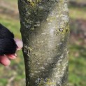 Pyrus communis (handpeer) - stamdikte febr 2026