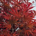 Acer palmatum 'Trompenburg' - Foto 2