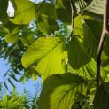 Sorbus 'Wardii' - Foto 3