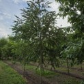 Cercidiphyllum japonicum - 1