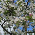 Malus 'Red Sentinel' - 3