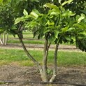 Magnolia 'Susan' - 3