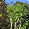 Platanus x Hispanica - 3