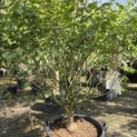 Hamamelis mollis 'Arnold Promise' - Foto 2