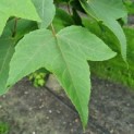 Liquidambar formosana var. monticola - 3