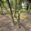 Platanus x Hispanica - 1