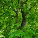 Liquidambar styraciflua - amberboom blad
