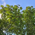 Catalpa erubescens 'Purpurea' - 5