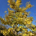 Ginkgo biloba - 2