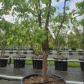 Acer griseum - Foto 3