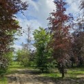Fagus sylvatica 'Atropunicea' - 1